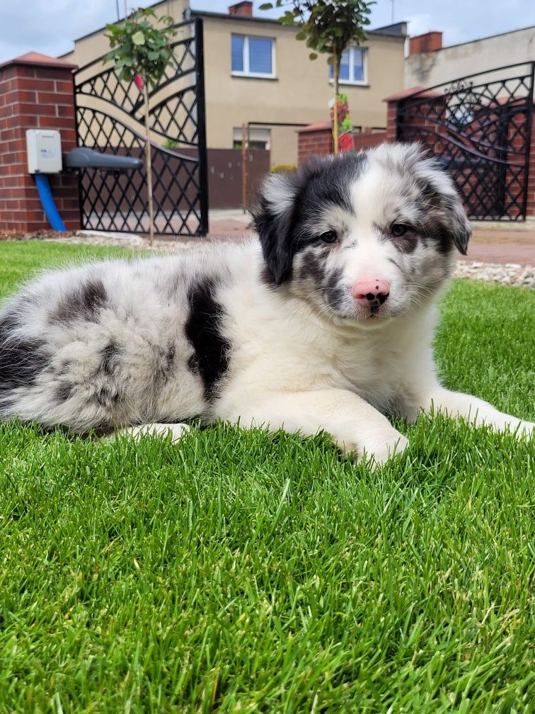 Border Collie piesek