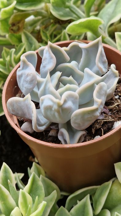 Єхеверія thriller pearl