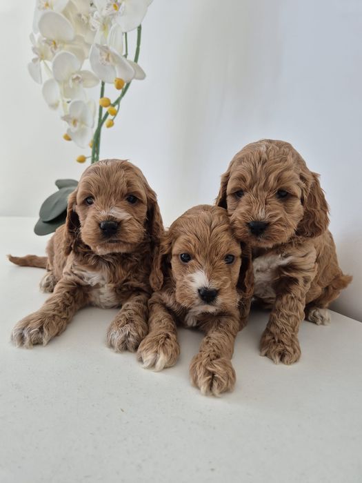 Cockapoo f1 Cocker spaniel - Pudel