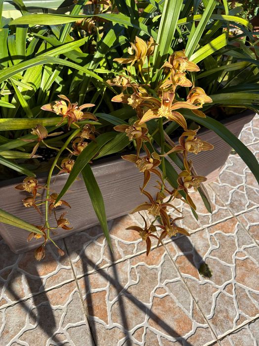 Hastes de orquídeas com flor