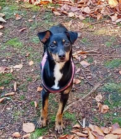 Elizka  4 kg,  urocza, filigranowa pinczereczka do adopcji