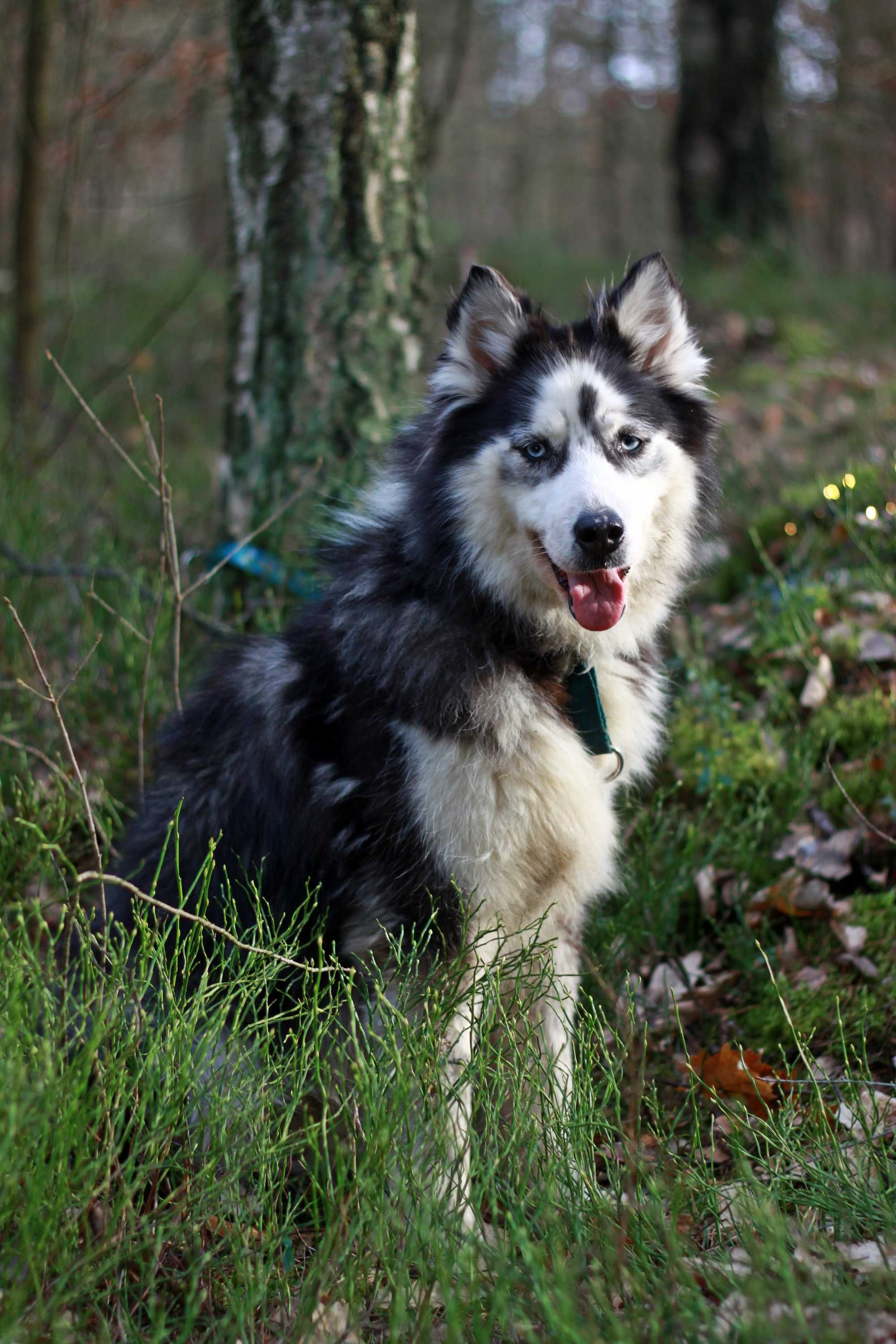 Długowłosa piękność, suczka husky szuka domu