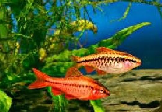 brzanka titteya (wiśniowa)