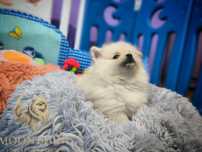 Szpic miniaturowy pomeranian samiec