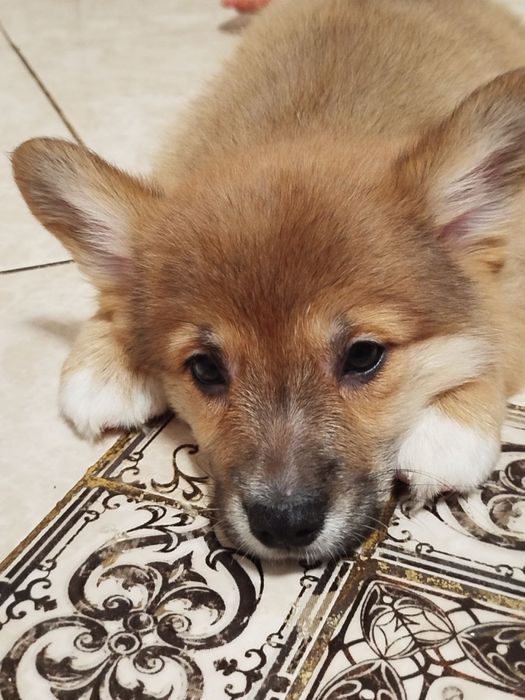 Неперевершені малюки Вельш коргі