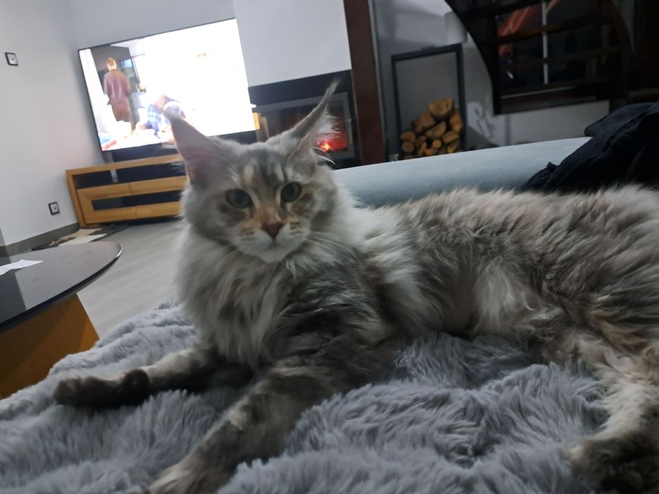 Cudowna kotka Maine Coon