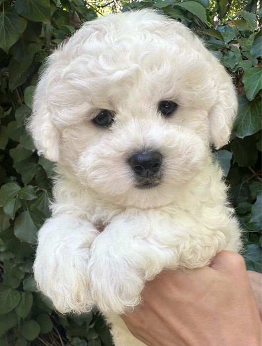 Хлопчик бішон фрізе шоу рівня