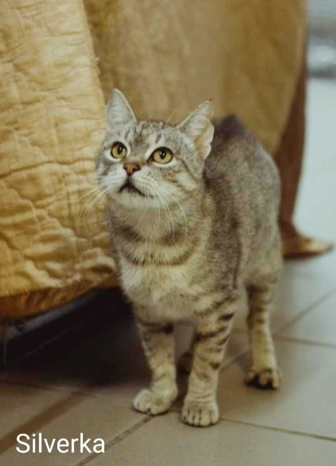 Silverka- kotka bez ogonka szuka domu