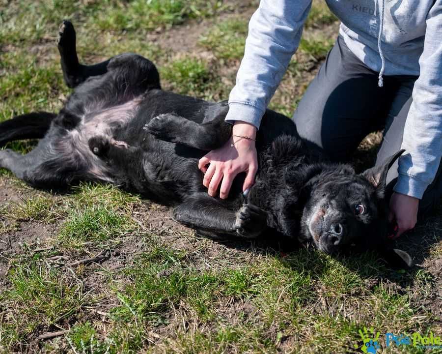 DOLARS - miły, kontaktowy psiak w typie rasy labrador