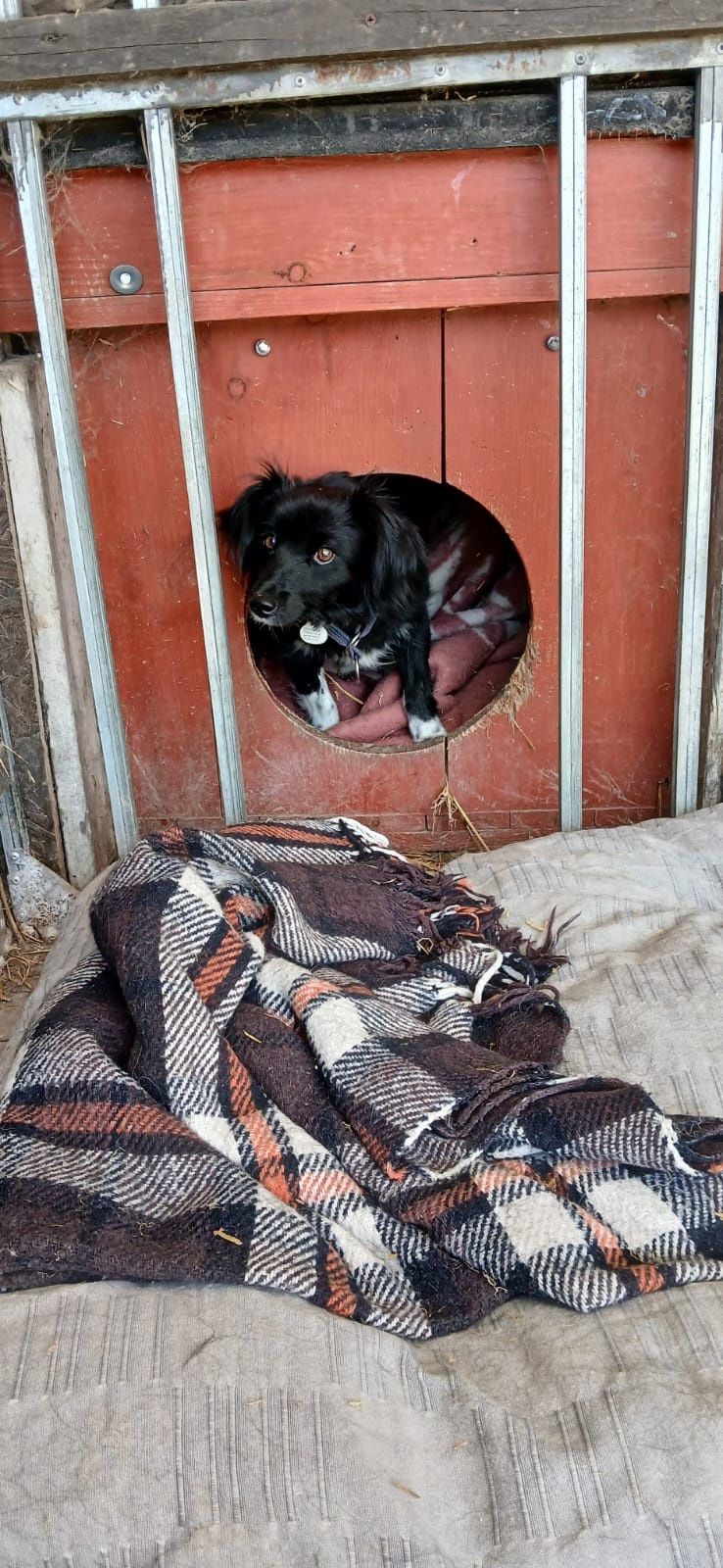Piękna Misia do adopcji