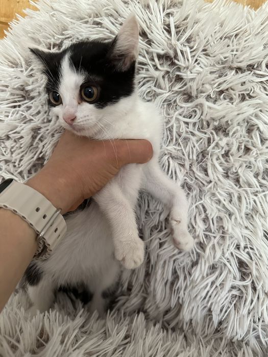 Котики шукають сімʼю