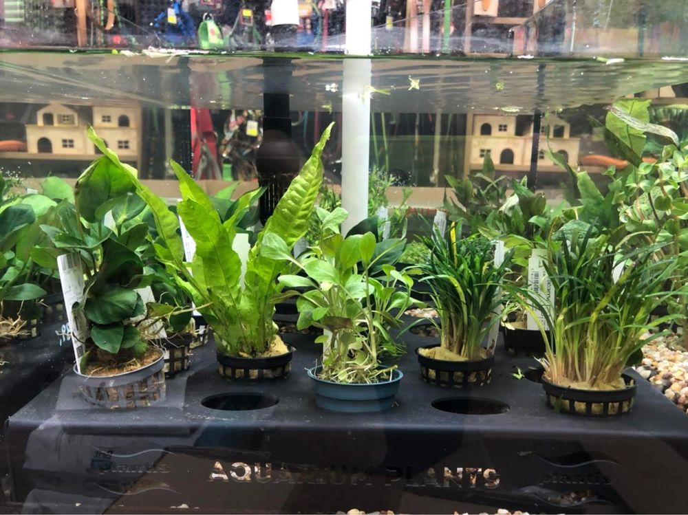 Roślina do akwarium mix anubias moczarka cabomba żabienica microsorium