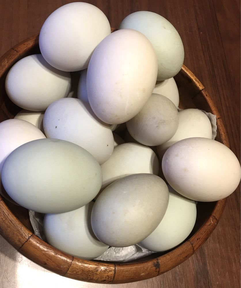 Wiejskie jaja kacze biegus