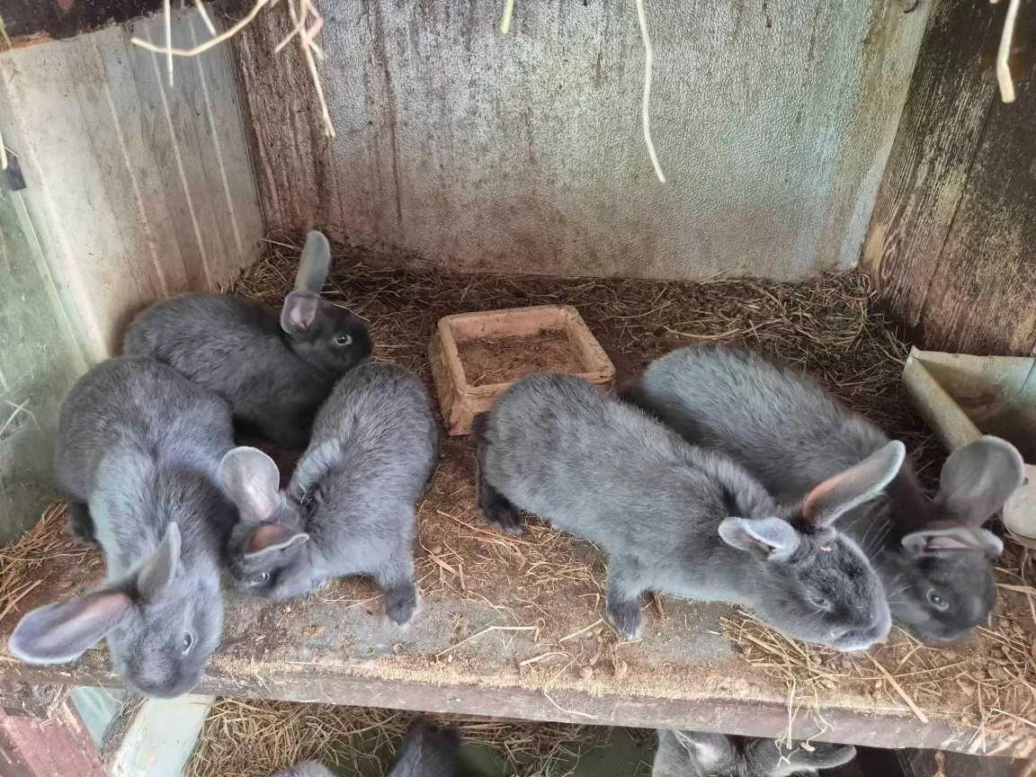 Króliki Niebieskie Wiedeńskie