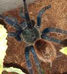 Samica Chromatopelma cyaneopubescens