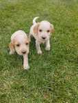 Cocker Spaniel Angielski Orange Roan suczka
