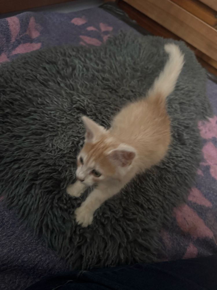 Віддам кошеня в добрі руки, котики, кошеня, котик
