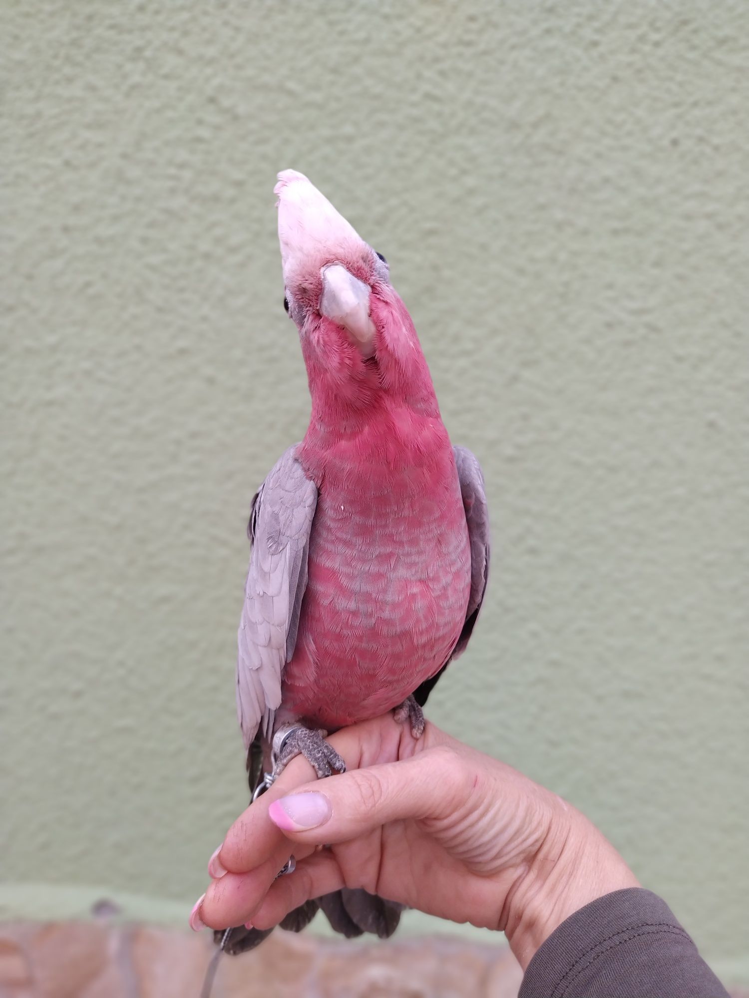 Попугай - ручной птенец какаду