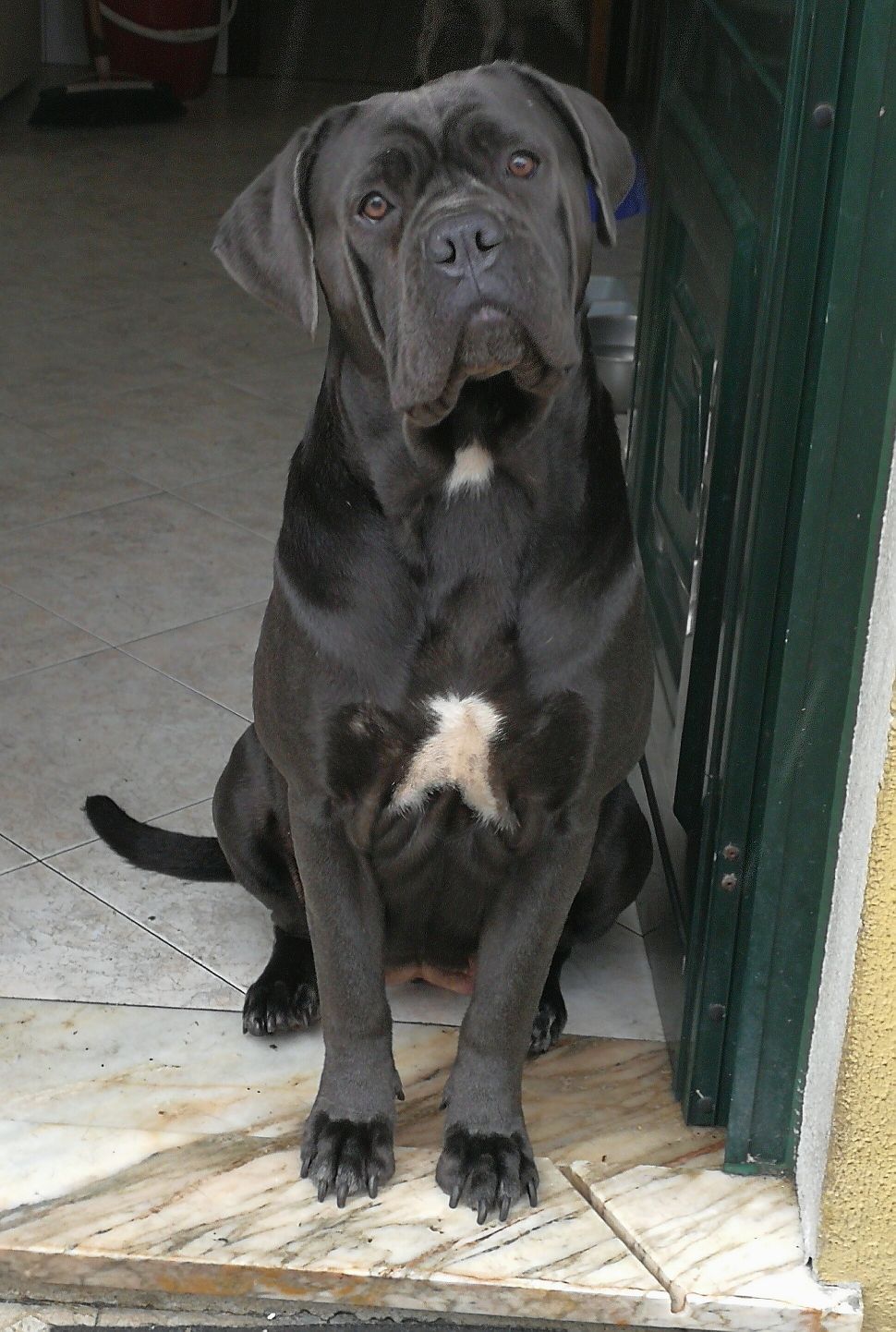 Cane Corso Italiano