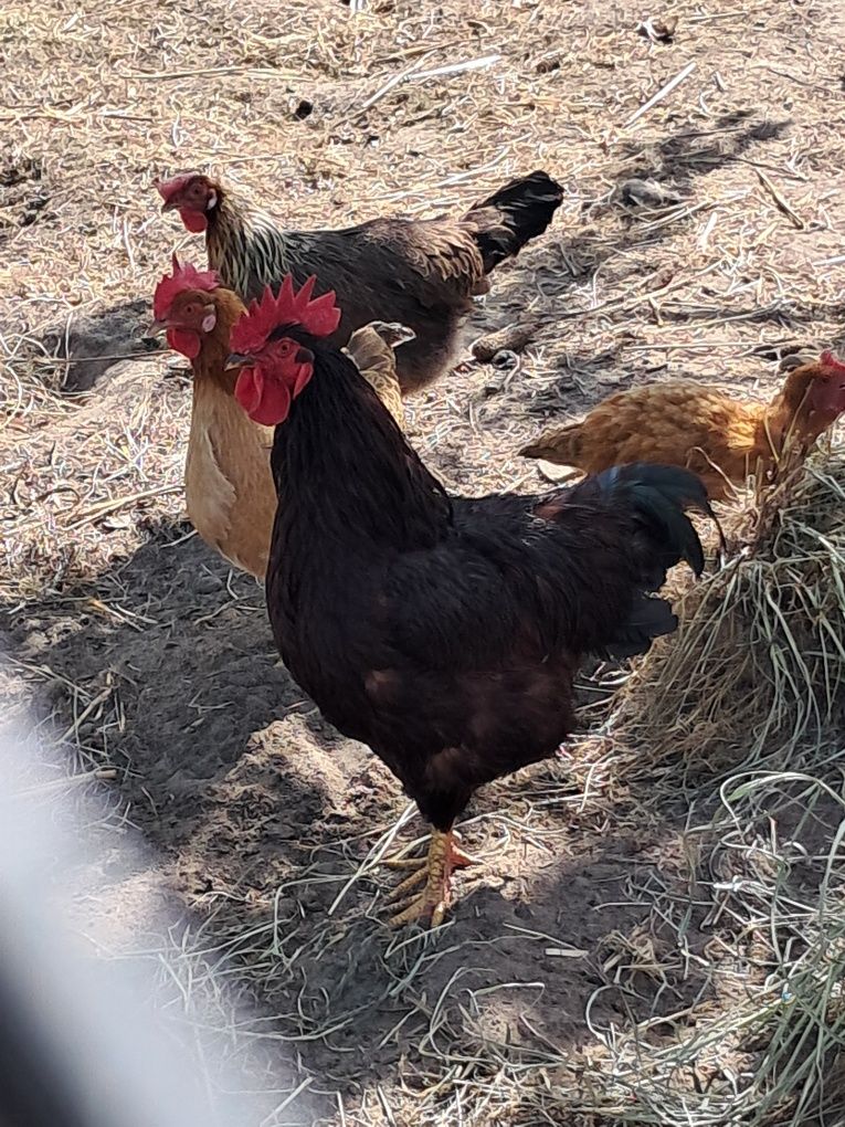 Kury karmazyn Rhode Island red