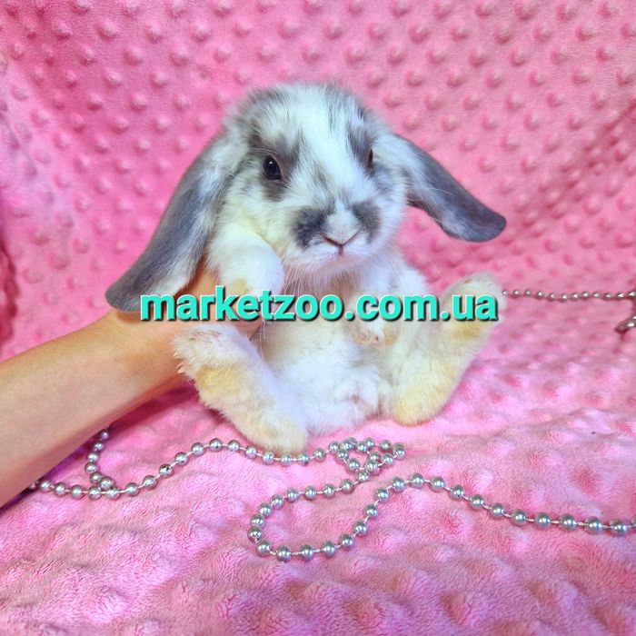 Мини мiнi кролик,карликовые кролики,карликовi,вислоухий баранчик lop