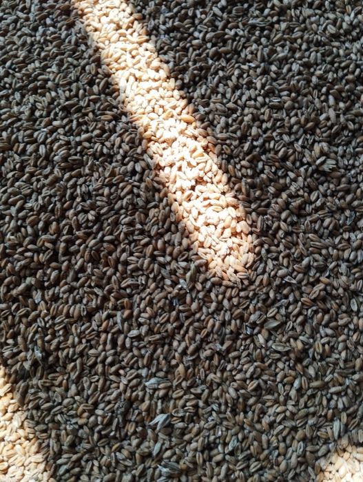 Zboże pszenżyto 65 zł owies 60 zl