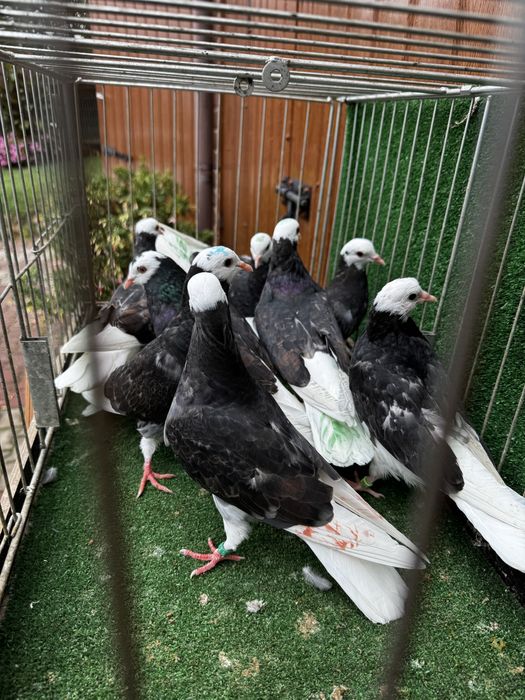 Permski białogłowy gołębie wysokolotne