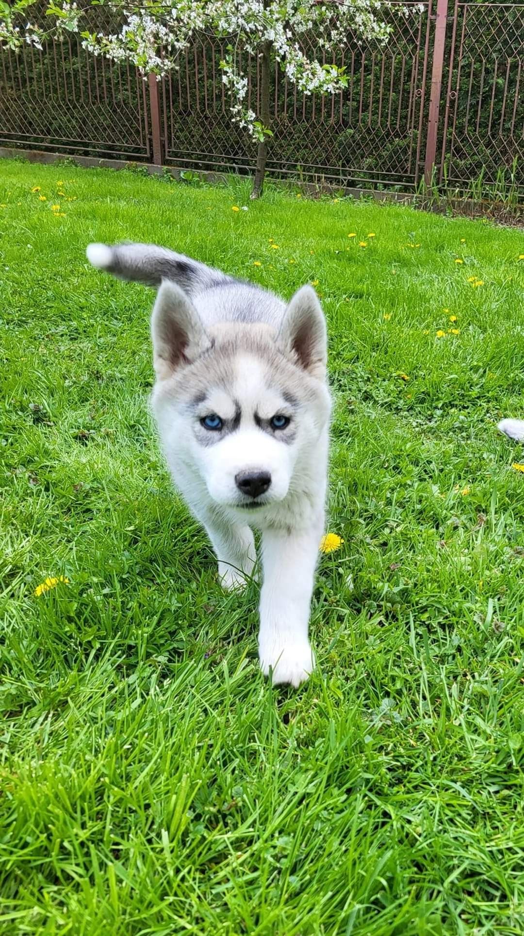 Szczeniak siberian husky sunia niebieskooka zkwp fci