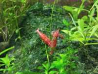 Krewetki Red cherry