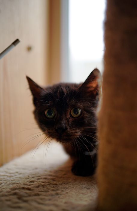 Кошеня з притулку маленьке кошеня