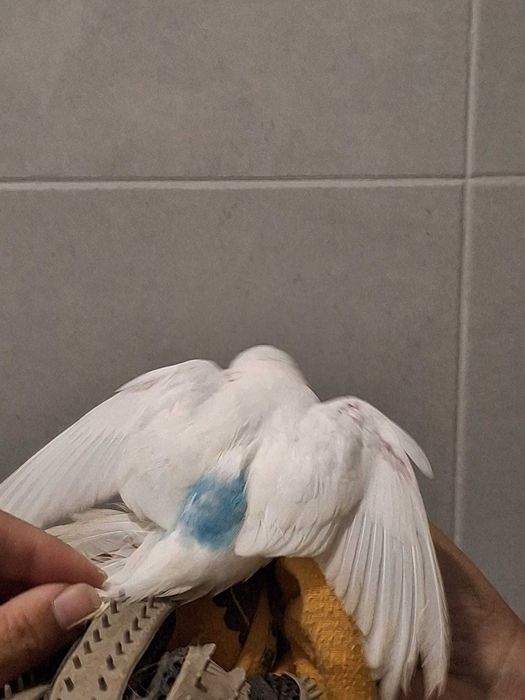 Piriquitos austriacos