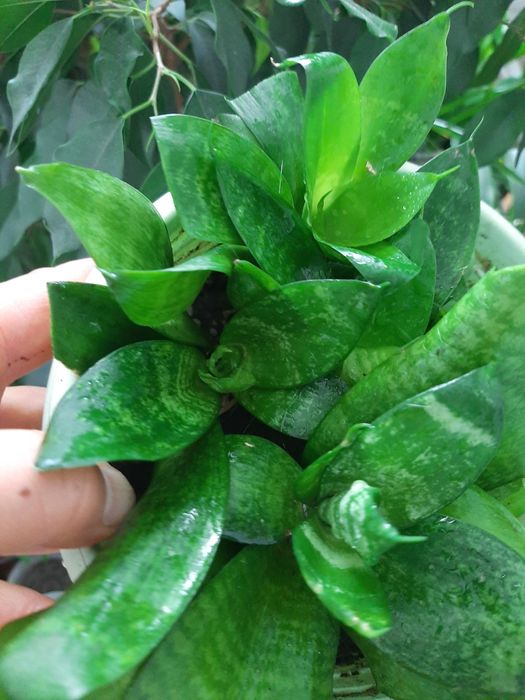 Кімнатні рослини