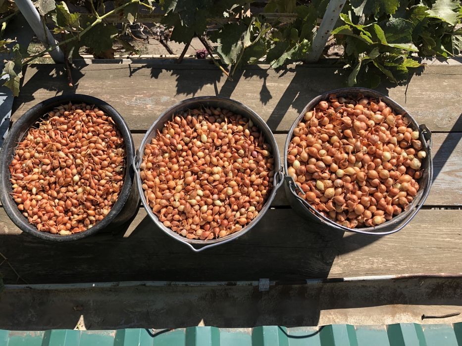 Продам лук севок, тыканка, арпажик