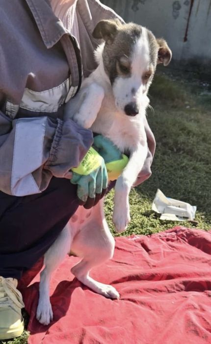 NADZIEJA – 5 mięs. Kochana sunia