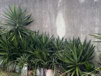 Plantas yucas para jardim
