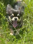Chihuahua piękny długowłosy odchowany chłopczyk FCI