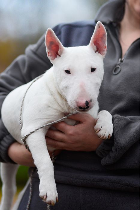 Хлопчик мініатюрного бультерʼєра