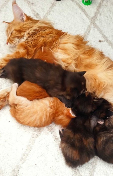 Kotka Maine Coon czarna szylkretka / FPL ZAREZERWOWANA