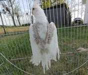 Nimfa mutacja Whiteface Cynamon Pearl - Samica