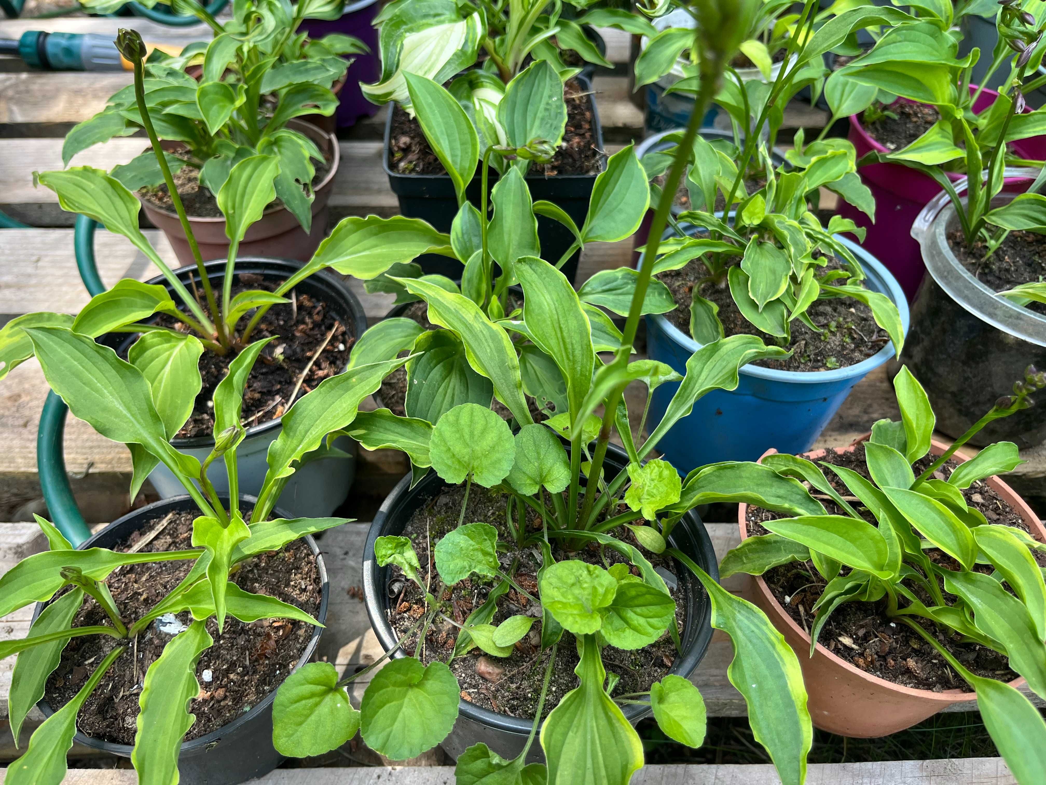 10 x funkia, hosta sadzonki