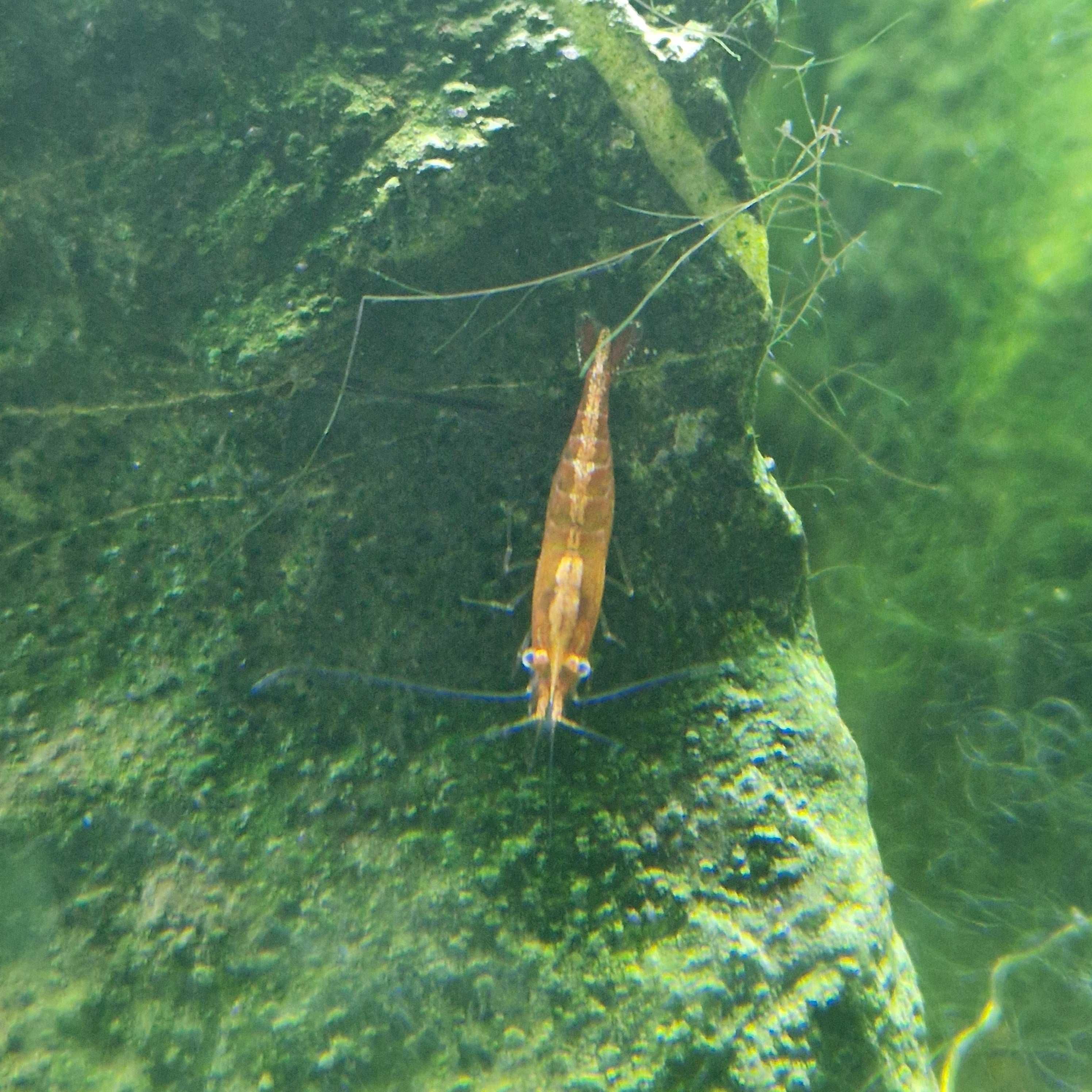 Neocaridina davidi (var. Orange)