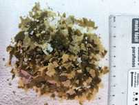 Comida ração em flocos para peixes com spirulina