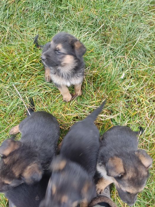 Продам цуценят німецької вівчарки