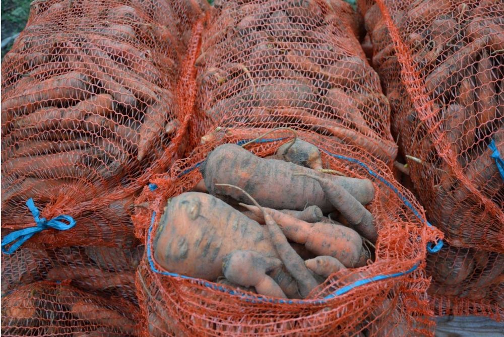 Marchew odpadowa worek 10kg marchewka nie myta