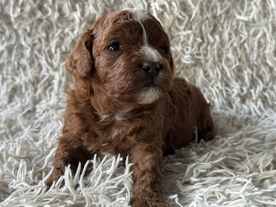 Cavapoo F1b piesek