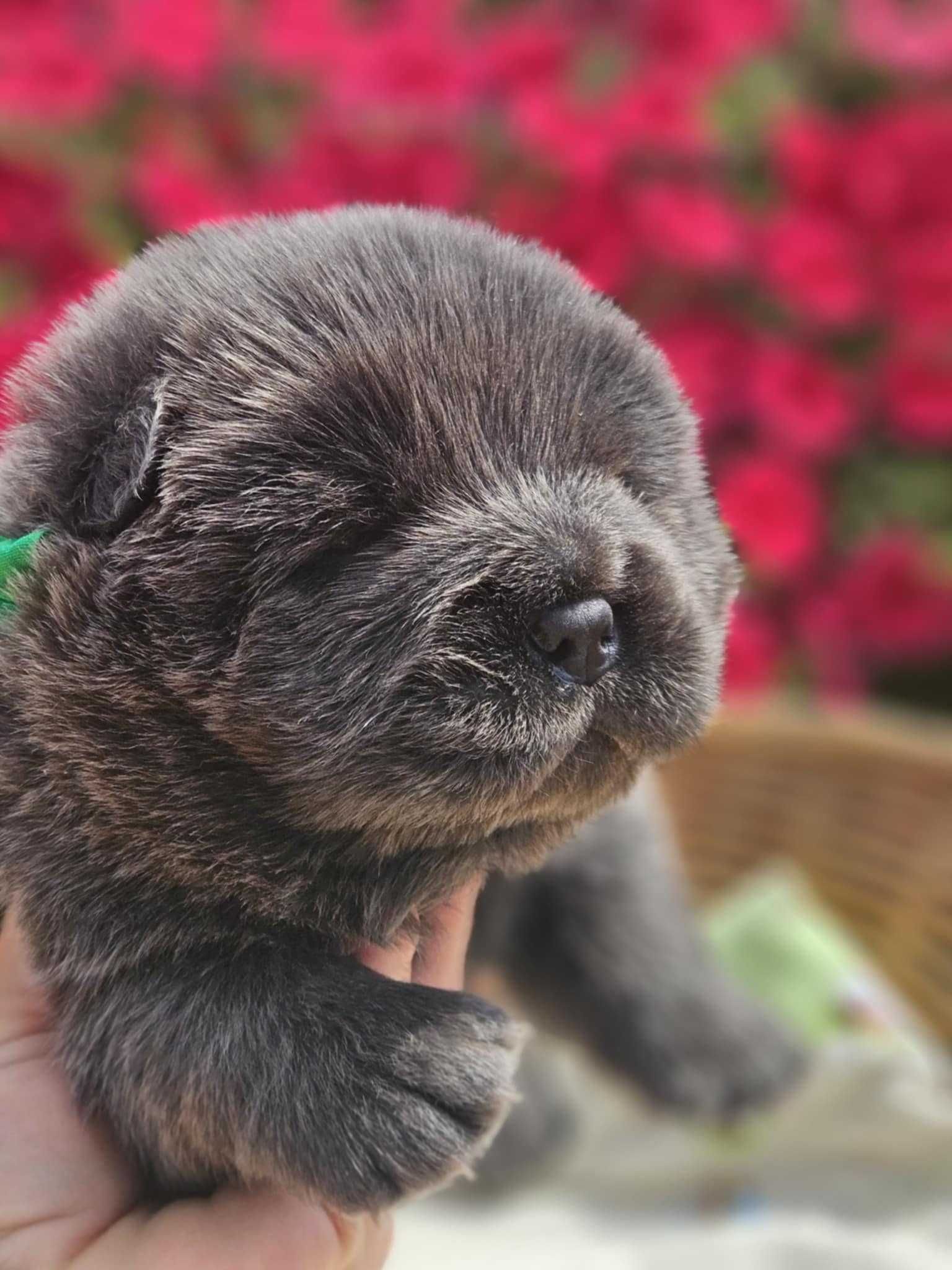 Szczeniak z rodowodem Chow Chow