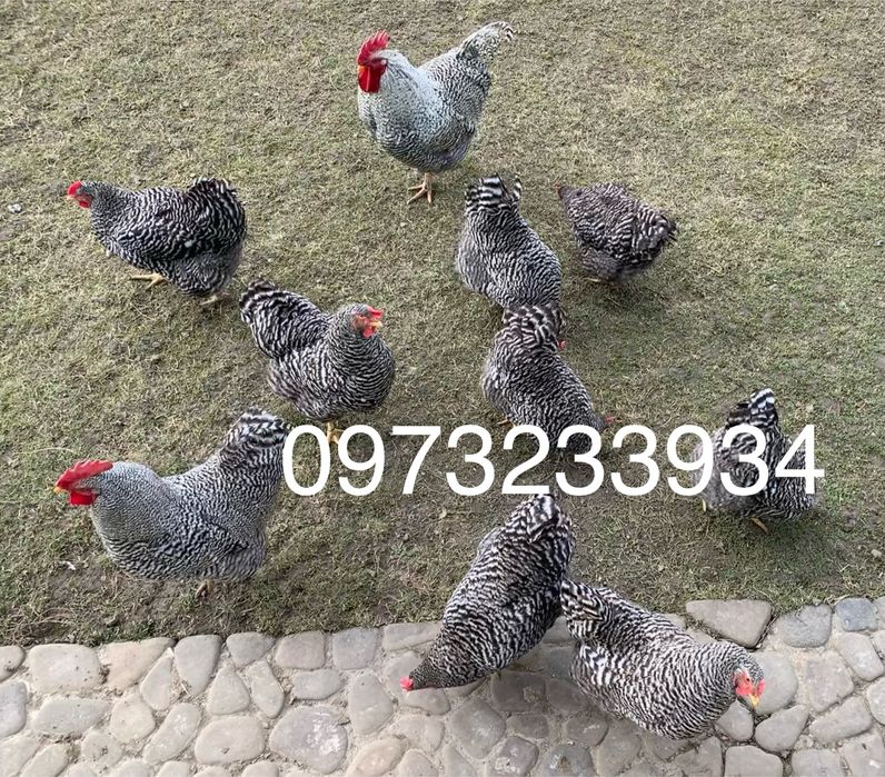 Інкубаційне яйце Амроксів