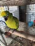 Papagaio ocrocephala