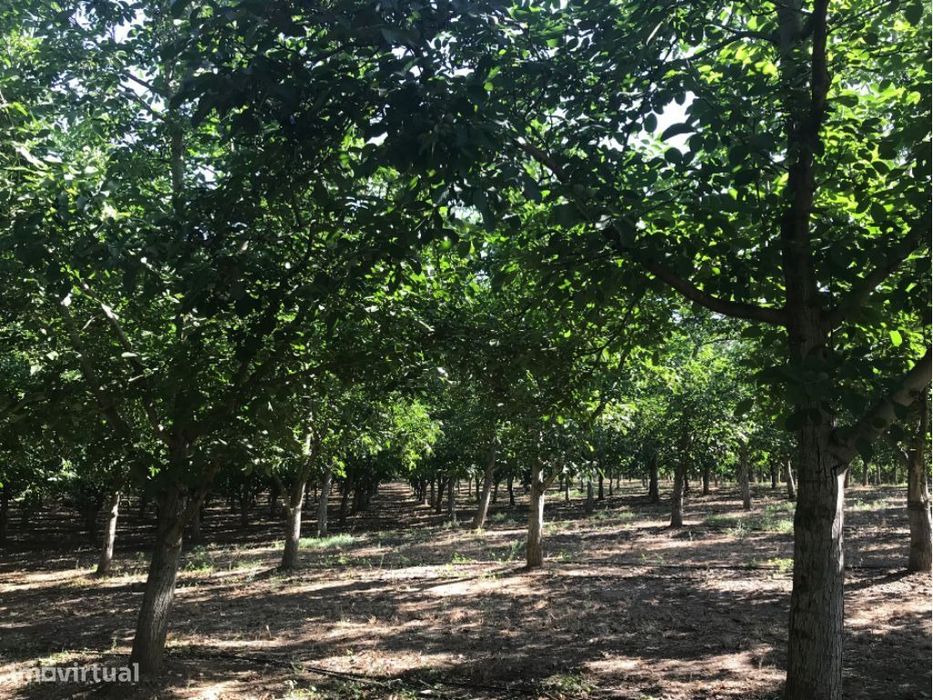 Estremoz Évora herdade 5ha projeto aprovado hotel Rural 4*e nogueir...