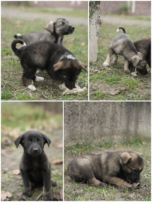 Малеча дуже шукає домівку